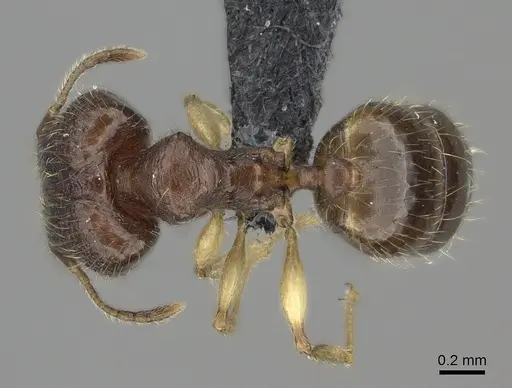 Pheidole bemarivoensis specimen CASENT0038953 image casent0038953_1