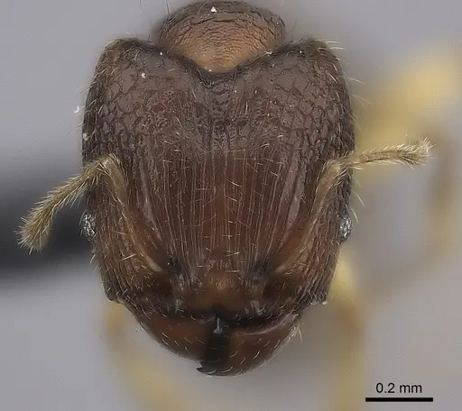 Pheidole bemarivoensis specimen CASENT0038953 image casent0038953_2