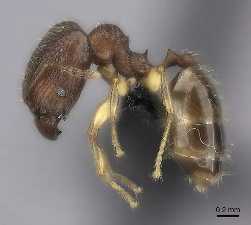 Pheidole bemarivoensis specimen CASENT0038953 image casent0038953_3