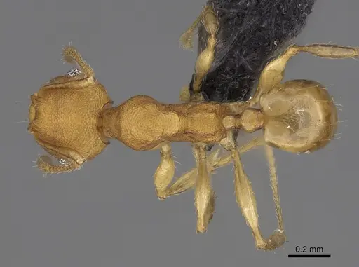 Pheidole bemarivoensis specimen CASENT0235042 image casent0235042_1