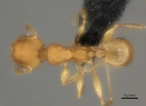 Pheidole bemarivoensis specimen CASENT0235042 image casent0235042_2