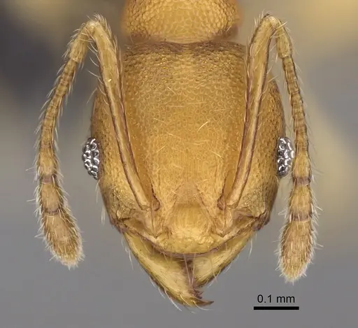 Pheidole bemarivoensis specimen CASENT0235042 image casent0235042_3