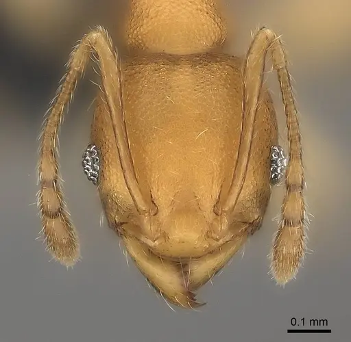 Pheidole bemarivoensis specimen CASENT0235042 image casent0235042_4