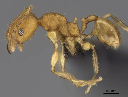 Pheidole bemarivoensis specimen CASENT0235042 image casent0235042_5