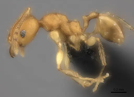 Pheidole bemarivoensis specimen CASENT0235042 image casent0235042_6