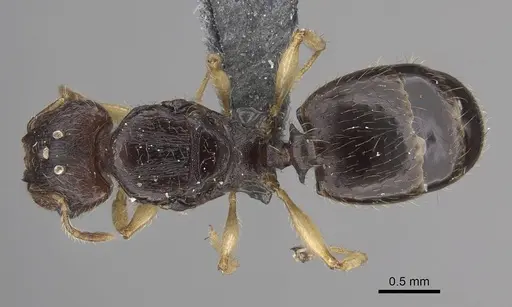 Pheidole bemarivoensis specimen CASENT0369320 image casent0369320_1