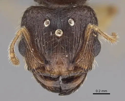 Pheidole bemarivoensis specimen CASENT0369320 image casent0369320_2