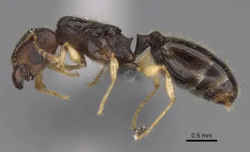 Pheidole bemarivoensis specimen CASENT0369320 image casent0369320_3