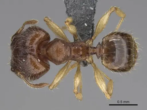 Pheidole bemarivoensis specimen CASENT0369321 image casent0369321_1