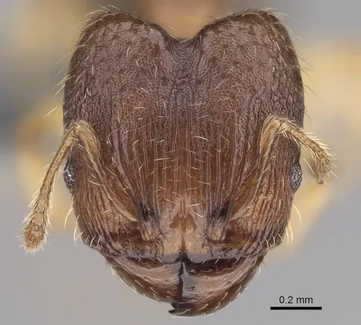 Pheidole bemarivoensis specimen CASENT0369321 image casent0369321_2