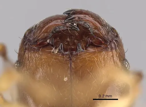 Pheidole bemarivoensis specimen CASENT0369321 image casent0369321_3