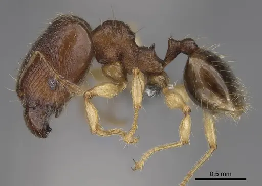 Pheidole bemarivoensis specimen CASENT0369321 image casent0369321_4