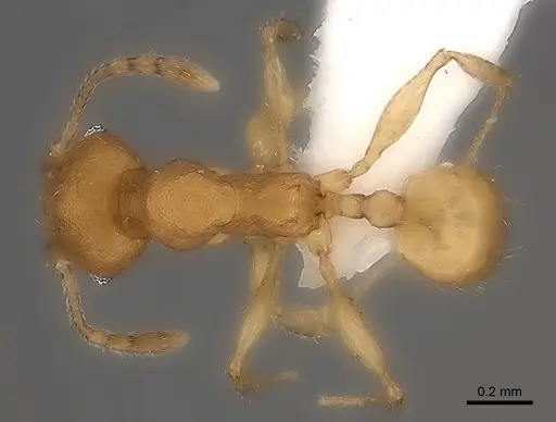 Pheidole bemarivoensis specimen CASENT0437625 image casent0437625_1