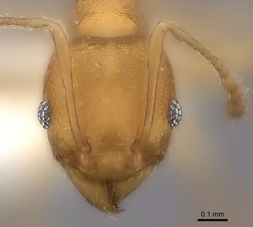 Pheidole bemarivoensis specimen CASENT0437625 image casent0437625_2