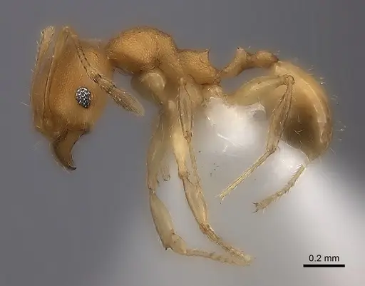Pheidole bemarivoensis specimen CASENT0437625 image casent0437625_3