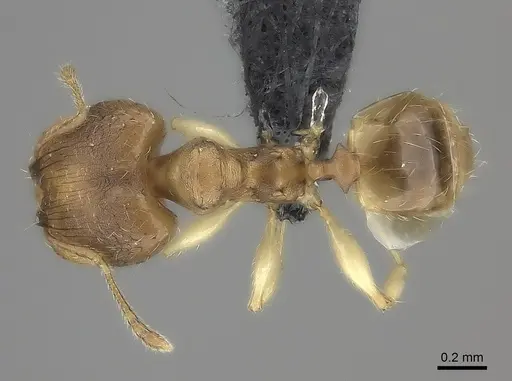 Pheidole bemarivoensis specimen CASENT0466279 image casent0466279_1