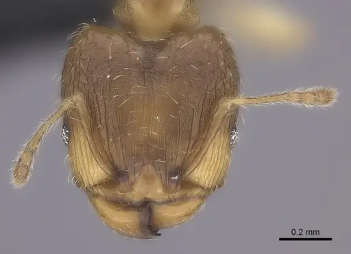 Pheidole bemarivoensis specimen CASENT0466279 image casent0466279_2