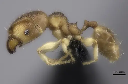 Pheidole bemarivoensis specimen CASENT0466279 image casent0466279_3