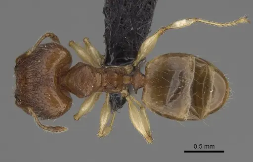 Pheidole bemarivoensis specimen CASENT0489439 image casent0489439_1