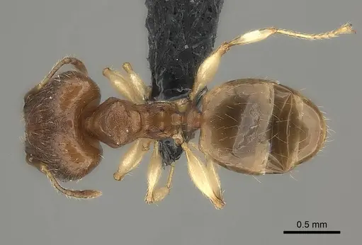 Pheidole bemarivoensis specimen CASENT0489439 image casent0489439_2