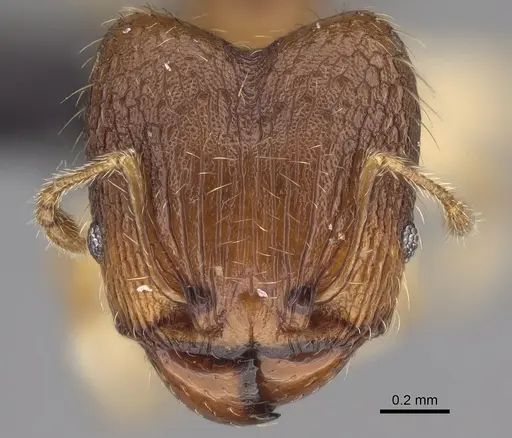 Pheidole bemarivoensis specimen CASENT0489439 image casent0489439_3