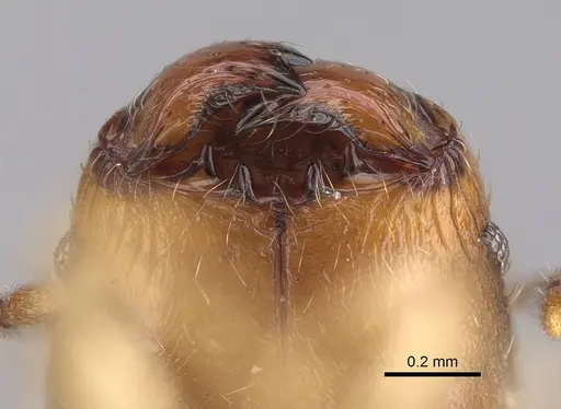 Pheidole bemarivoensis specimen CASENT0489439 image casent0489439_4