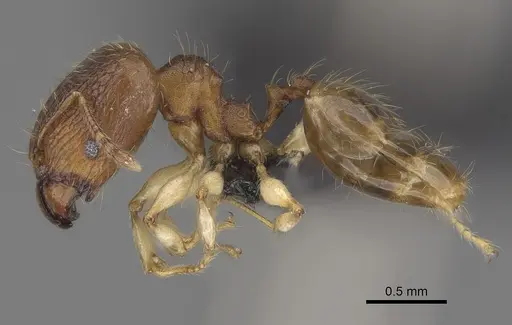 Pheidole bemarivoensis specimen CASENT0489439 image casent0489439_5