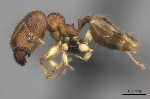 Pheidole bemarivoensis specimen CASENT0489439 image casent0489439_6