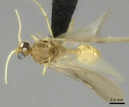 Pheidole bemarivoensis specimen CASENT0489441 image casent0489441_1