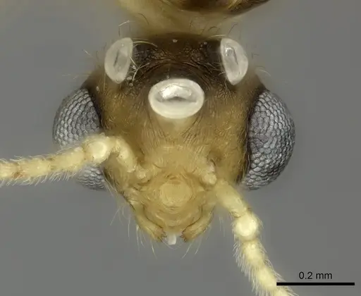 Pheidole bemarivoensis specimen CASENT0489441 image casent0489441_2