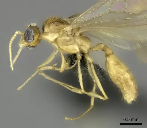 Pheidole bemarivoensis specimen CASENT0489441 image casent0489441_3