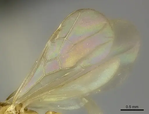 Pheidole bemarivoensis specimen CASENT0489441 image casent0489441_4