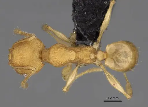 Pheidole bemarivoensis specimen CASENT0923160 image casent0923160_1