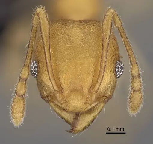 Pheidole bemarivoensis specimen CASENT0923160 image casent0923160_2