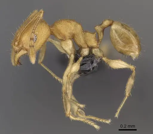 Pheidole bemarivoensis specimen CASENT0923160 image casent0923160_3