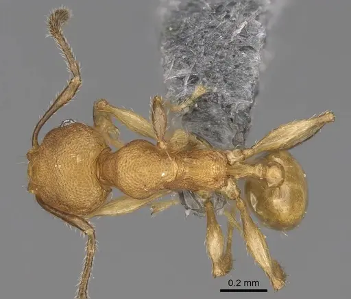 Pheidole bemarivoensis specimen CASENT0923161 image casent0923161_1