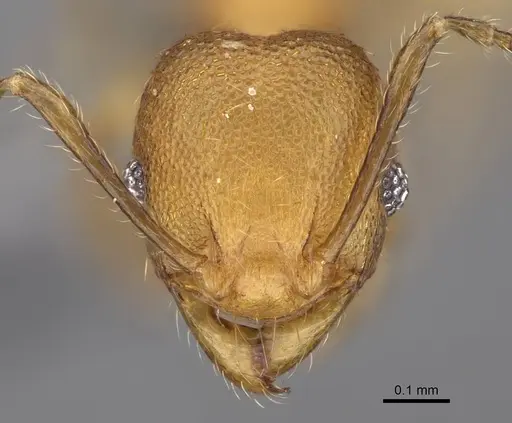 Pheidole bemarivoensis specimen CASENT0923161 image casent0923161_2