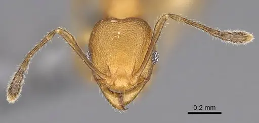 Pheidole bemarivoensis specimen CASENT0923161 image casent0923161_3