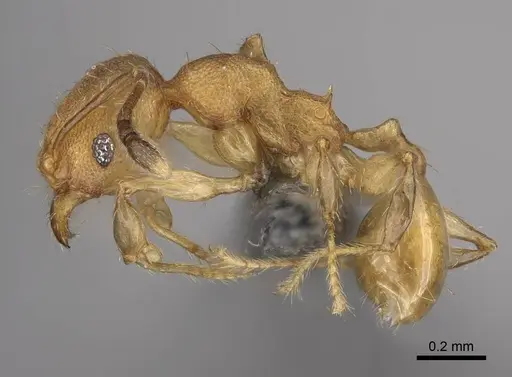 Pheidole bemarivoensis specimen CASENT0923161 image casent0923161_4