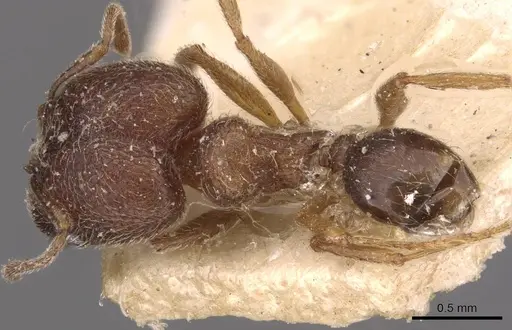 Pheidole bequaerti specimen CASENT0907845 image casent0907845_1