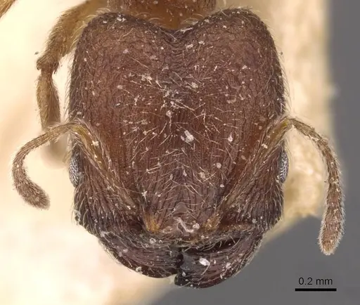 Pheidole bequaerti specimen CASENT0907845 image casent0907845_2