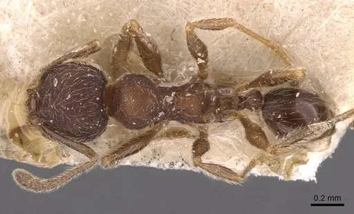 Pheidole bequaerti specimen CASENT0907846 image casent0907846_1