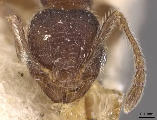 Pheidole bequaerti specimen CASENT0907846 image casent0907846_2