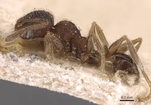 Pheidole bequaerti specimen CASENT0907846 image casent0907846_3