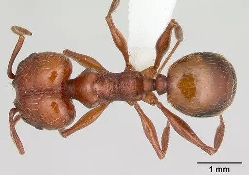 Pheidole bergi specimen CASENT0178008 image casent0178008_1