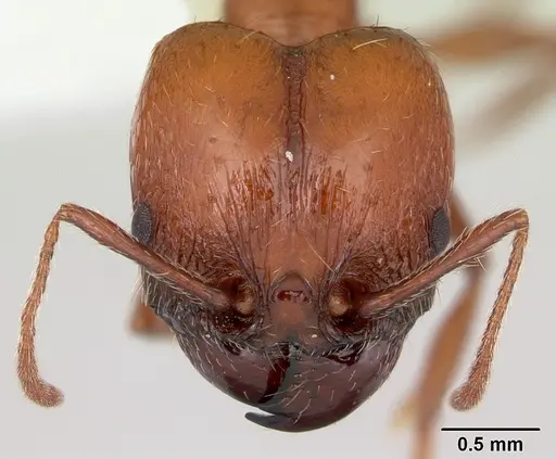 Pheidole bergi specimen CASENT0178008 image casent0178008_2