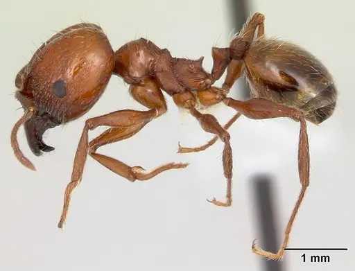 Pheidole bergi specimen CASENT0178008 image casent0178008_3