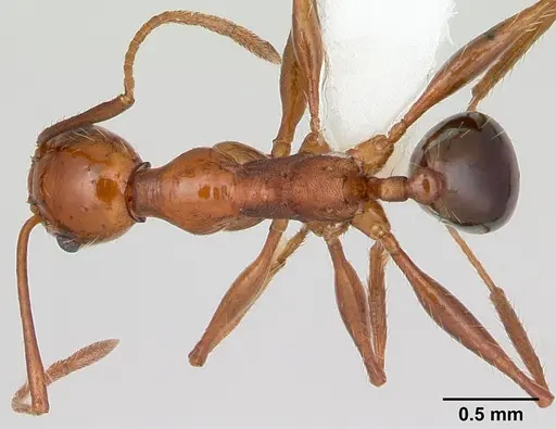 Pheidole bergi specimen CASENT0178009 image casent0178009_1