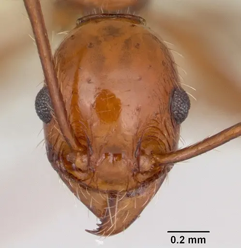 Pheidole bergi specimen CASENT0178009 image casent0178009_2