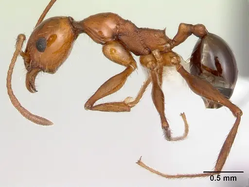 Pheidole bergi specimen CASENT0178009 image casent0178009_3